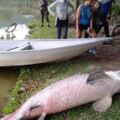 馬來西亞浮現兩百斤巨魚，老家在亞馬遜河，或被當寵物養又被丟棄