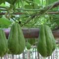 有一種很特別的瓜「佛手瓜」，被稱為「心臟的保護神」，營養豐富，最理想的蔬菜。