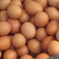 擔心雞蛋放時間一長變「臭雞蛋」？買多了別放冰箱了，倒上「些許花生油」雞蛋長時間保存不會壞