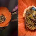 勤勞的蜜蜂也要請假～　攝影師拍到罕見「蜜蜂互相抱著入睡」萌照