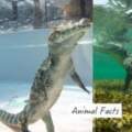 鱷魚不游泳而是「水底站著走」　4個「動物幽默冷知識」網友笑了：你們的形象呢～