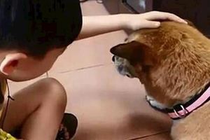 17岁老狗心疼的看着小主人泣不成声，撑到他离开后才离世好心酸