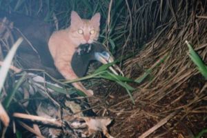 搶救野鳥！小笠原野貓搬家大作戰
