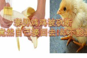 泰男雞雞被斬斷接回後功能只剩....