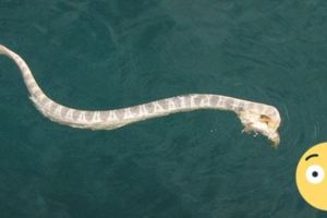 漁夫出海時在水上看見了「這輩子從沒遇過的奇怪生物」，打撈上來才發現真相比他想像的還離奇啊！