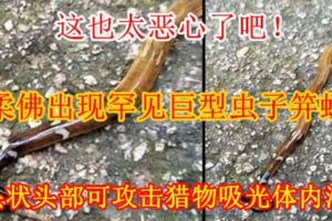 【這也太惡心了吧！】柔佛出現罕見巨型蟲子笄蛭斧頭狀頭部可攻擊獵物吸光體內液體