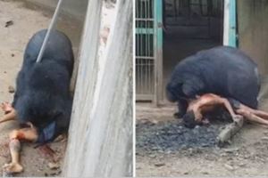 【視頻】無腦男把食物放到黑熊嘴邊卻又不給牠吃，下一秒遊客尖叫看著他「被黑熊拖進籠子撕咬」！