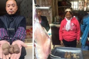 他宰殺母羊後竟在它體內發現「傳說中稀有羊寶」！一聽到它的「價值」...笑到嘴巴合不起來了！