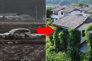 福島核災6年後！人類絕跡的城市被「大自然修復」成綠色植物樂園：將大自然歸還…