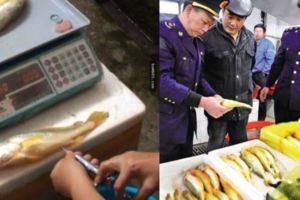 中國黑心商人把「這液體注入黃魚」讓魚新鮮肥美，接著嘴裡還念說「這個吃了絕對是等死」！