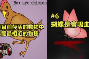 「關於動物的10件奇妙事實」!你知道熊貓都不會按時睡覺嗎?