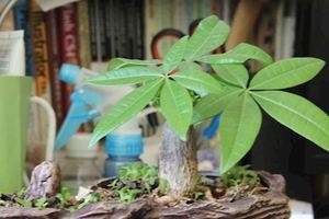 陽台擺上這些【植物】，幫助你提升運氣，保住宅平安！