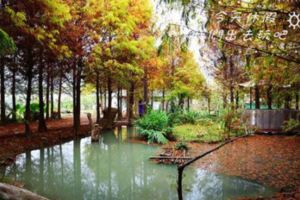 ［落雨松景點整理］走入落雨松場景。猶如走入幽謐的仙境。讓我們一同來感受吧