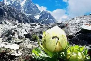 天山雪蓮五年一開花，美哭所有人！