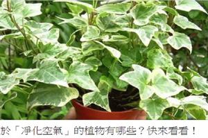 有助於「凈化空氣」的植物有哪些？快來看看！