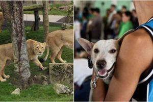 丹麥動物園跟民眾徵收「不要的寵物」，用在「這個地方」...讓每個動保團體都要氣炸了！