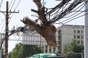 鄭州--中國電纜之城街頭電纜與行道樹「不離不棄」嚇壞市民(圖16張)