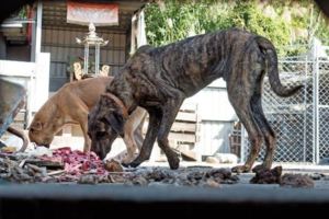 桃市動保處擺爛無視法規百萬名犬狗吃狗直擊