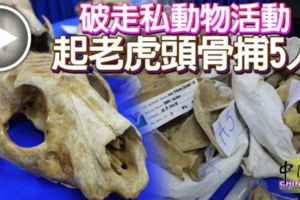 破走私動物活動起老虎頭骨捕5人