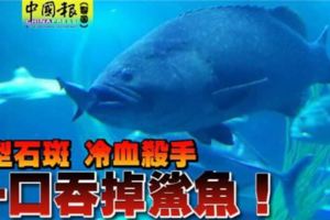 巨型石斑冷血殺手一口吞掉鯊魚！