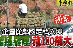 ﻿企圖從鄰國走私入境榴槤羅釐藏100萬大麻