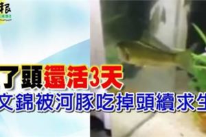 沒了頭還活3天朱文錦被河豚吃掉頭續求生