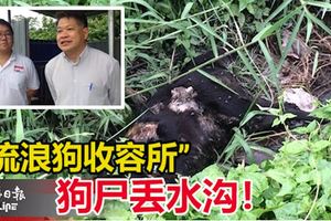 【震驚】狂犬病爆發大量狗屍丟水溝！「流浪狗收容所」工作人員:向來是如此處理狗屍體!