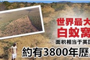 巴西發現巨大「白蟻城」，約有3800年歷史，面積等同英國！