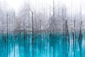 北海道青池初落雪美到不似人間　一到夜晚瞬間「變成魔幻風景」