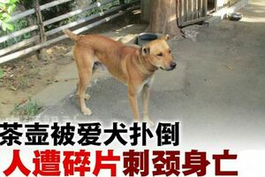 拿玻璃茶壺被愛犬撲倒·主人遭碎片刺頸身亡