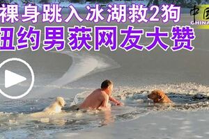 裸身跳入冰湖救2狗，紐約男獲網友大贊