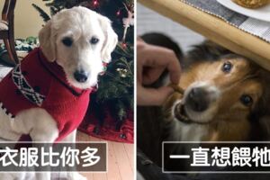 聚會都想快點回去陪狗散步？　12個證明你「愛狗愛到沒救」的徵狀