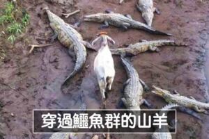 挖攏嘸咧驚啦！　25張「膽子特別大顆」的超霸氣動物