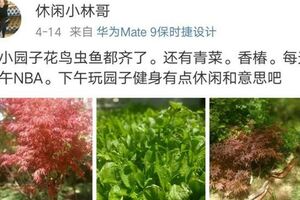 楊冪爸爸曬帶院子的豪宅，寸土寸金的地價，他拿來種菜