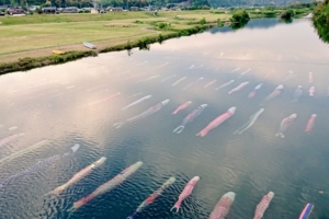 日本又有神創意！　「水裡掛鯉魚旗」引起各國網友讚：想去朝聖啊
