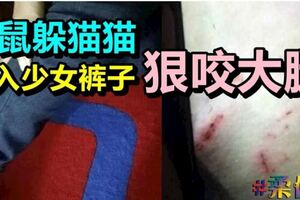 老鼠躲貓貓鑽入少女褲子狠咬大腿