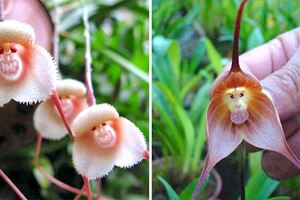 罕見氣質蘭花竟長「猴子臉」　網友笑很大：悟空你怎麼在這！