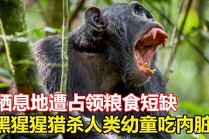 棲息地遭佔領糧食短缺　黑猩猩獵殺人類幼童吃內髒