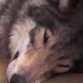 家裡怎麼有一頭狼悠哉的躺在沙發上 原來是家裡的笨狼狗以為牠的表親來作客了