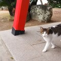 [区域猫]我搜寻了一只公园猫，骑上一只流浪猫后，我站起来。我在隆隆声