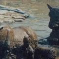 黃河出土四尊鐵牛，水中千年不腐，我國最重要的文物