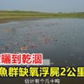 水庫被曬到乾涸魚群缺氧浮屍2公裡