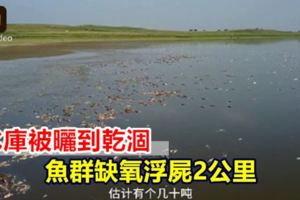 水庫被曬到乾涸魚群缺氧浮屍2公裡