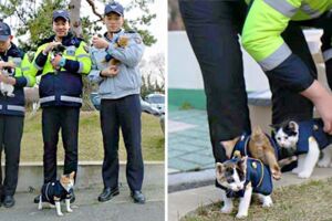 浪貓馬麻到警局求助「被抱緊處理」　順利生產還獲得贈送「專屬制服」萌翻民眾