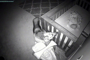 監視器拍到「狗姊姊在半夜2點溜進寶寶房」，接著的畫面證明父母沒有把狗狗送走是正確的決定！