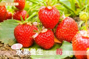 春季水果養生　不能「莓」有它！