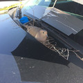 這隻和平鴿媽媽跑到警車上築巢產蛋，當警察巡視時發現之後他們馬上決定這樣做！