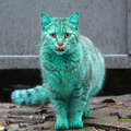 在保加利亞街上發現一隻全身綠色的小貓，大家都以為牠被惡作劇，當查明真相後...