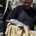保育員親手照顧只有一週大的嬌小海豚，他們之間的互動實在太有愛了！