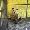 這隻棕熊被遊客目擊突然開始「站起來發狠狂咬自己」，當大家得知背後原因都忍不住當場淚崩…